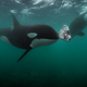 Illustration for article titled Photographer Who Turned Down an Invitation to Dine With Orcas Has Regrets